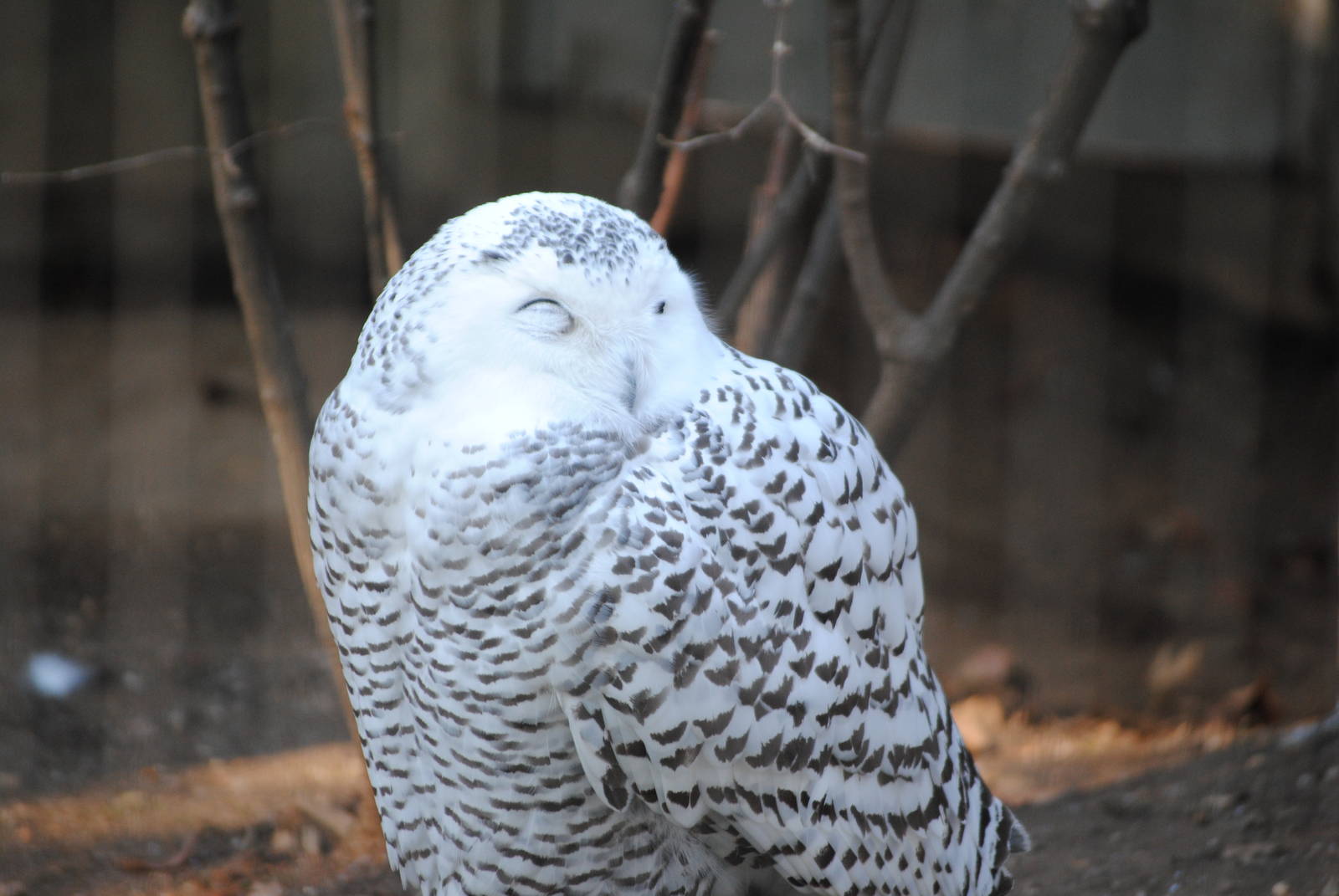 Snowy Owl