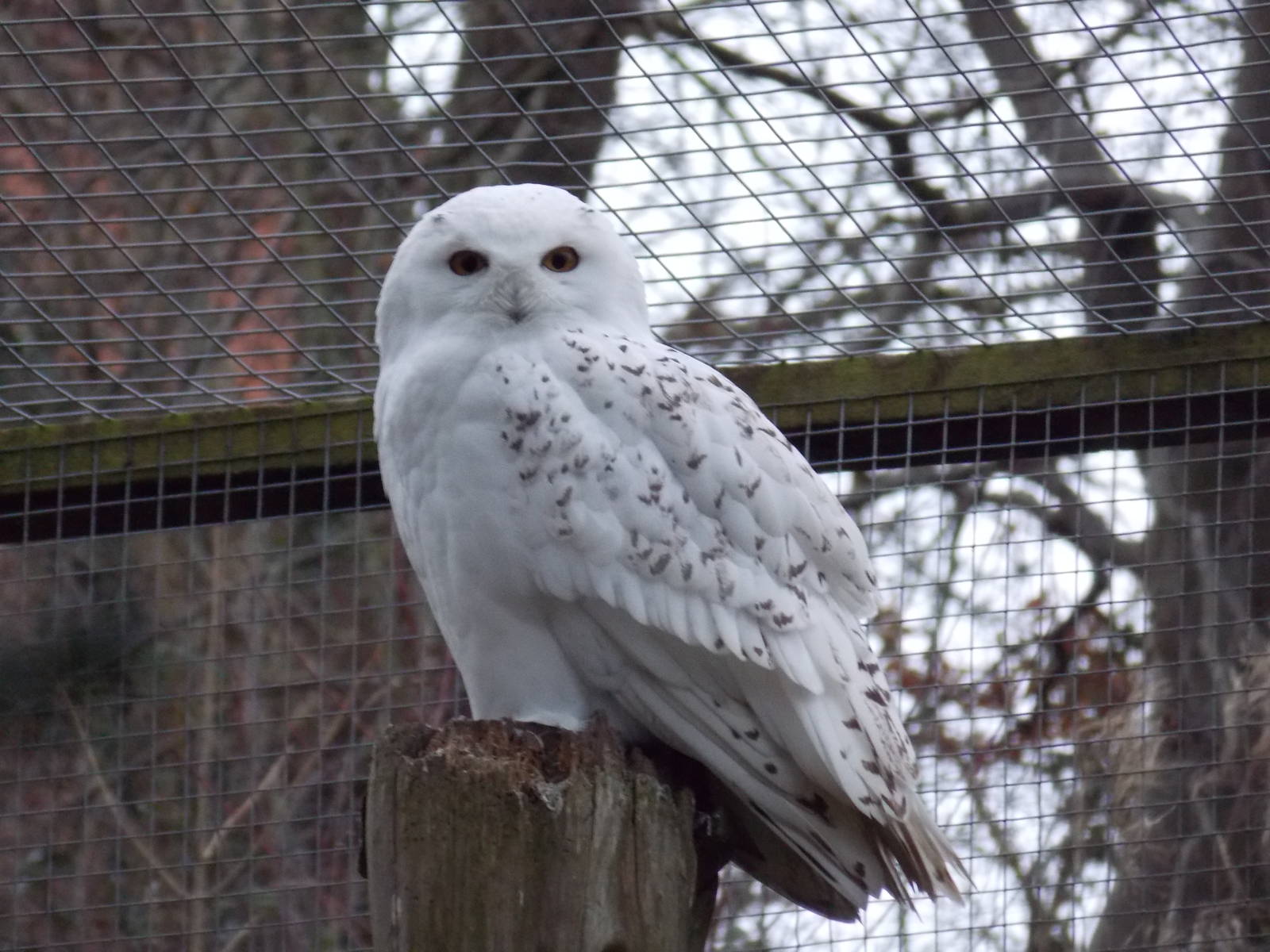 Snowy Owl