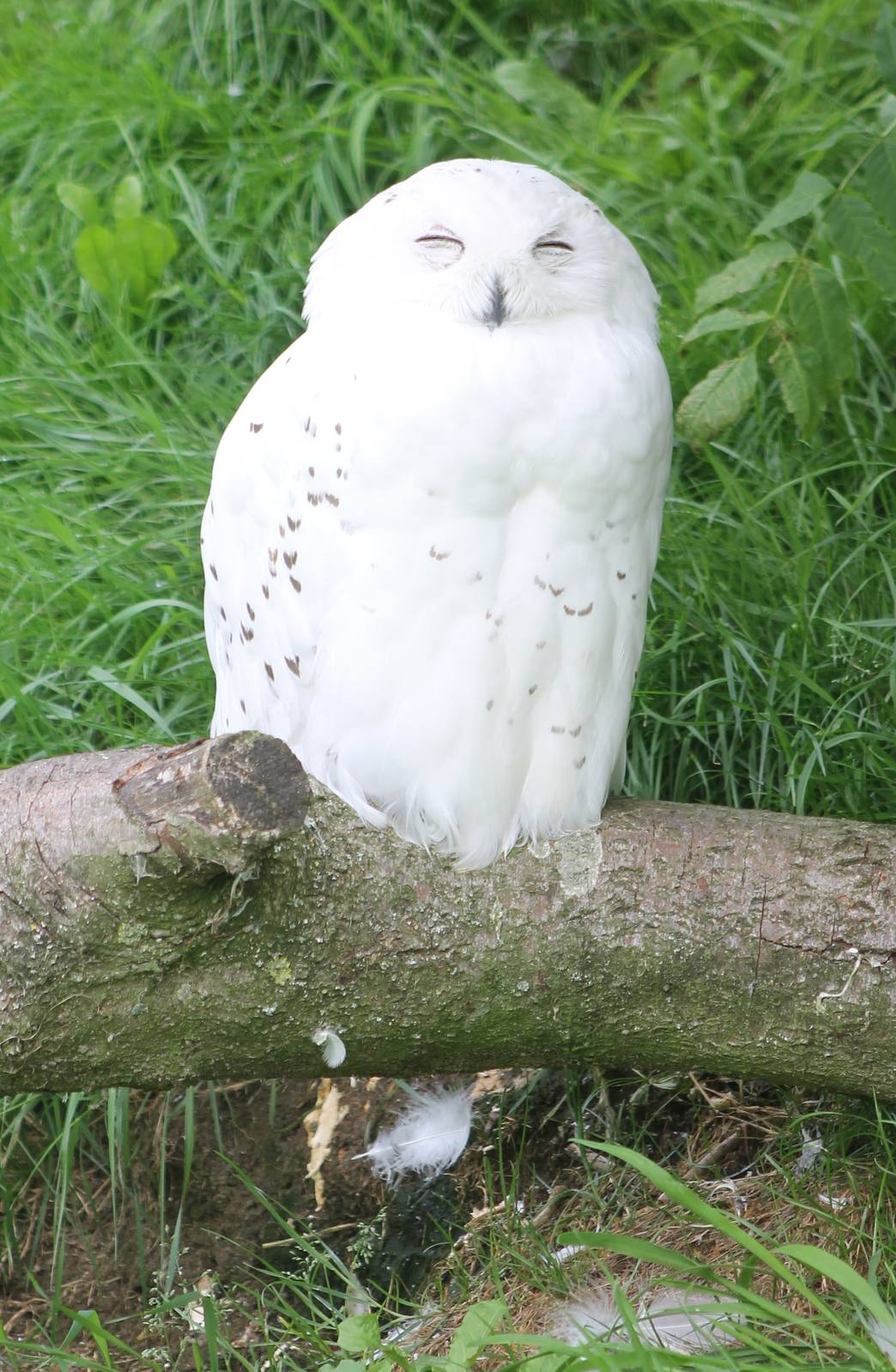Snowy owl