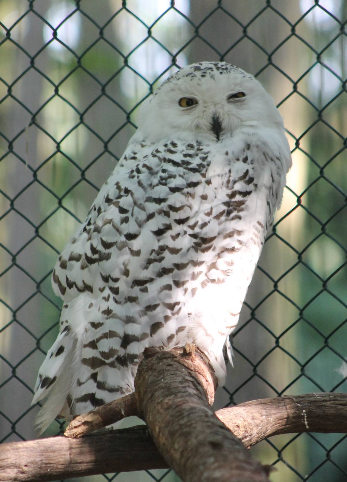 Snowy owl