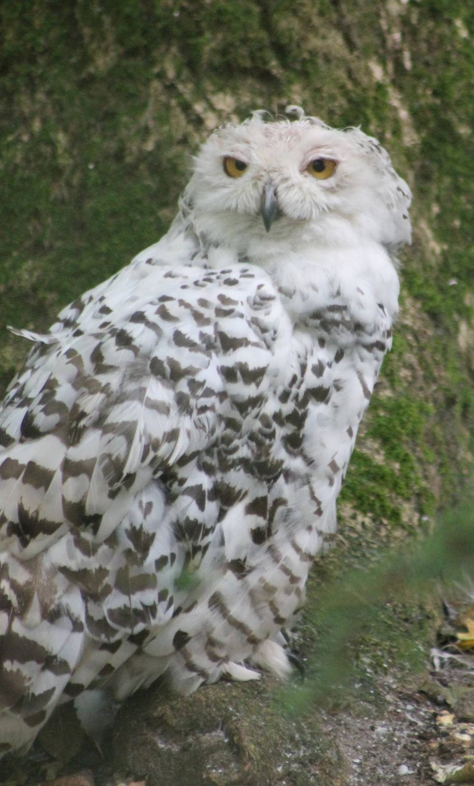 Snowy owl