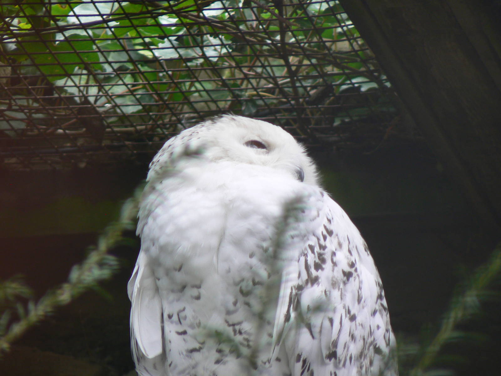 Snowy Owl