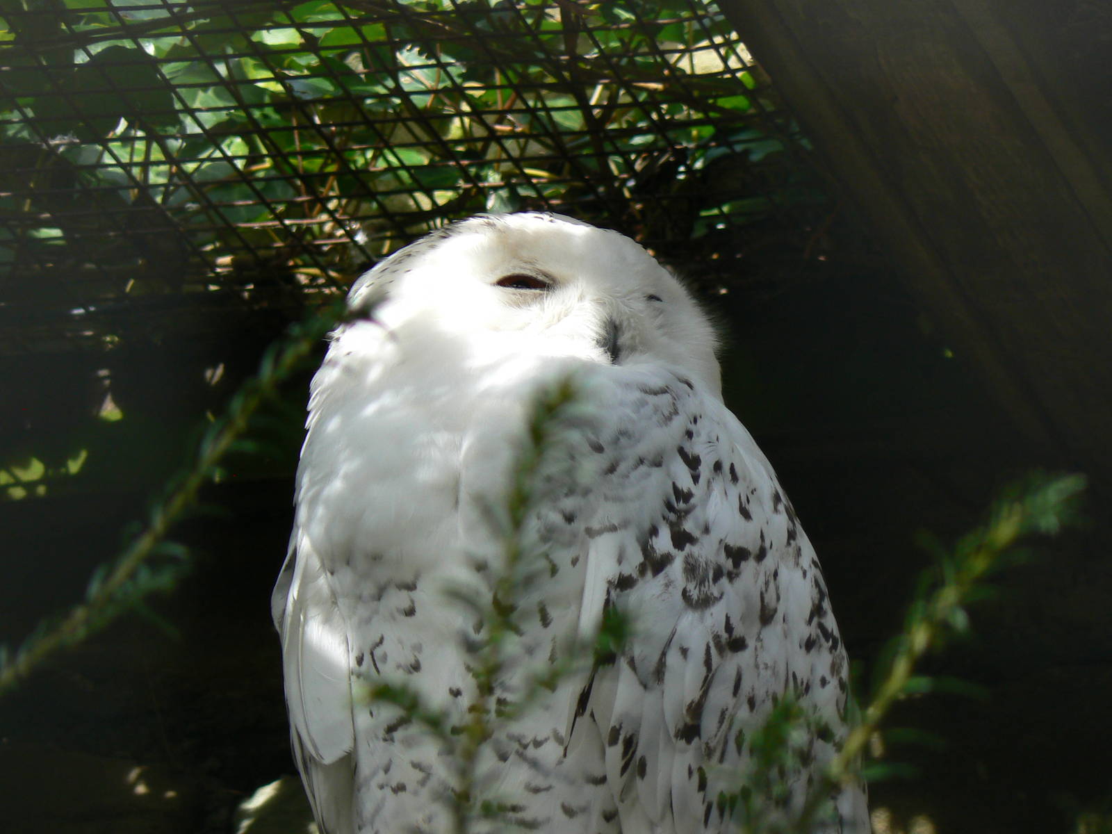 Snowy Owl