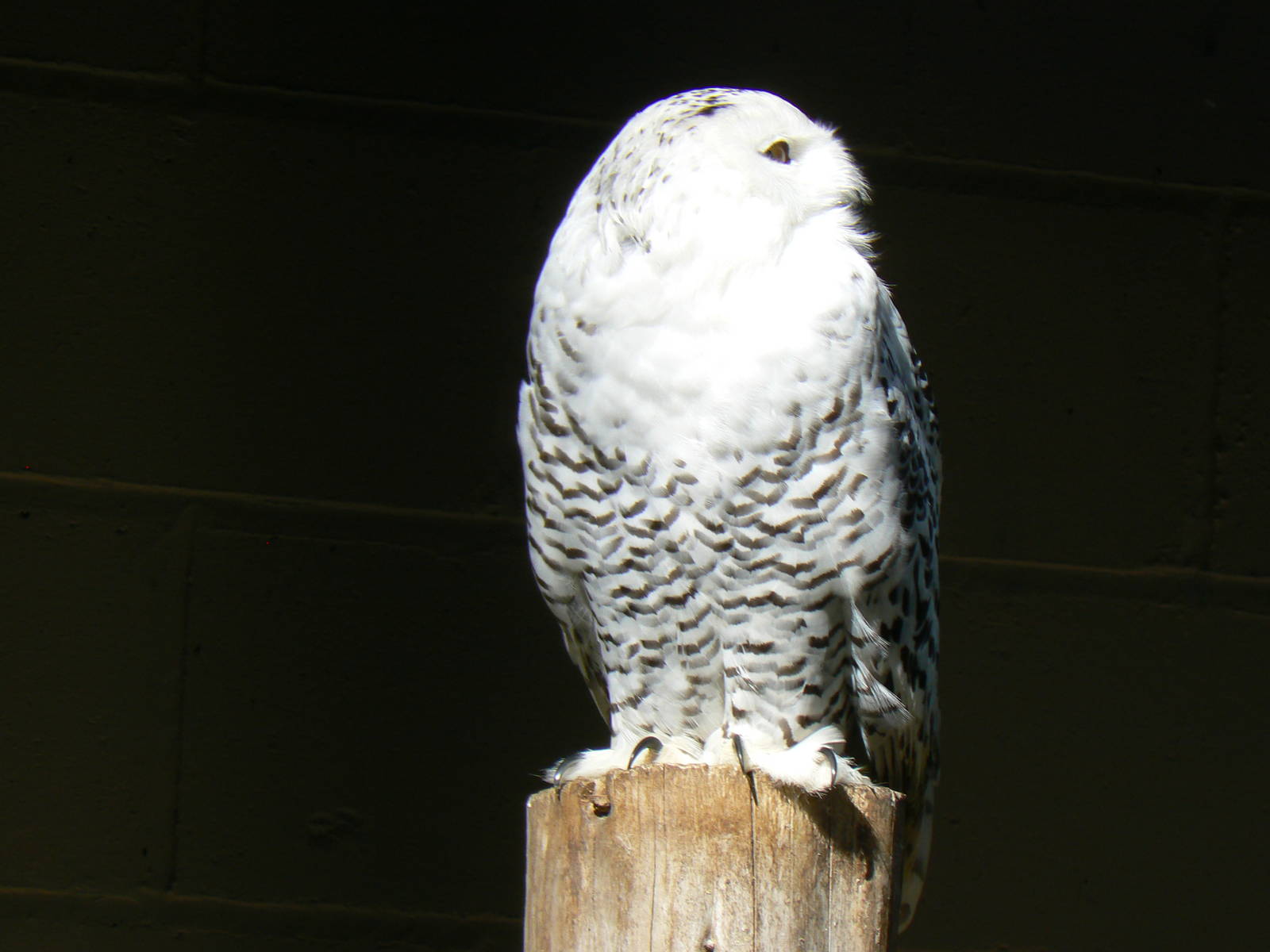 Snowy Owl