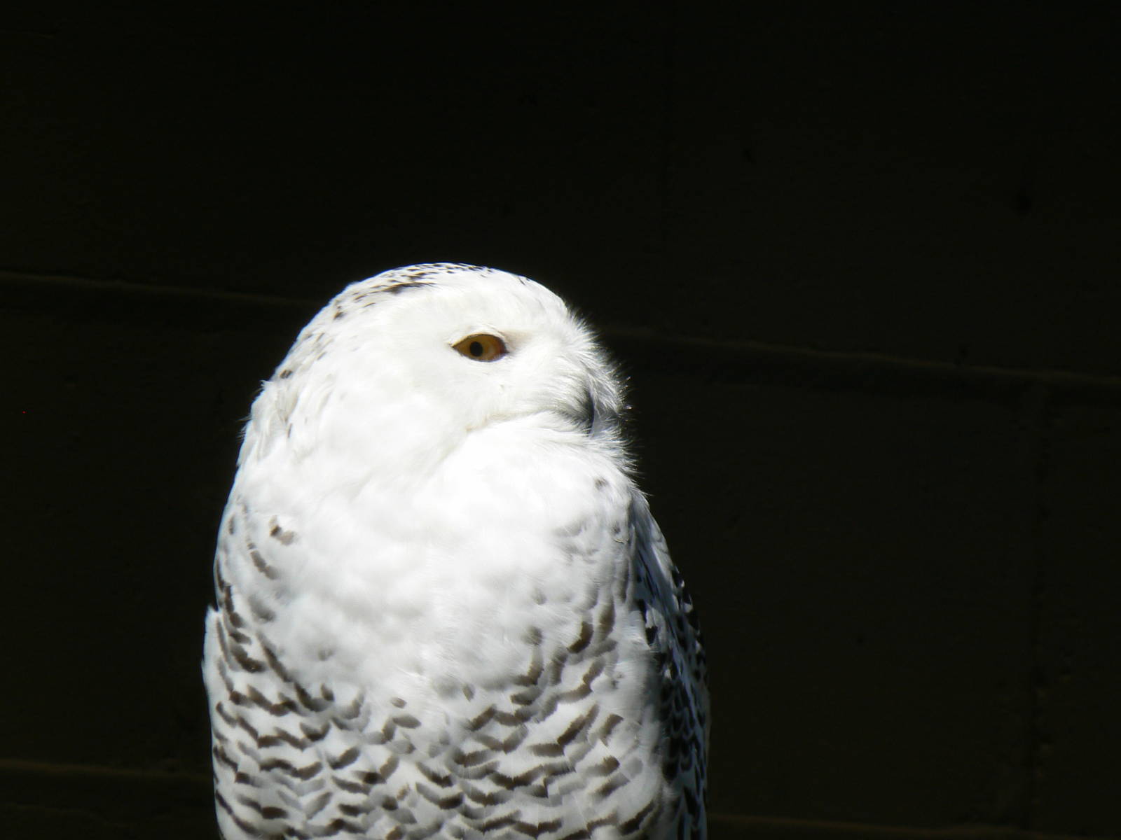 Snowy Owl