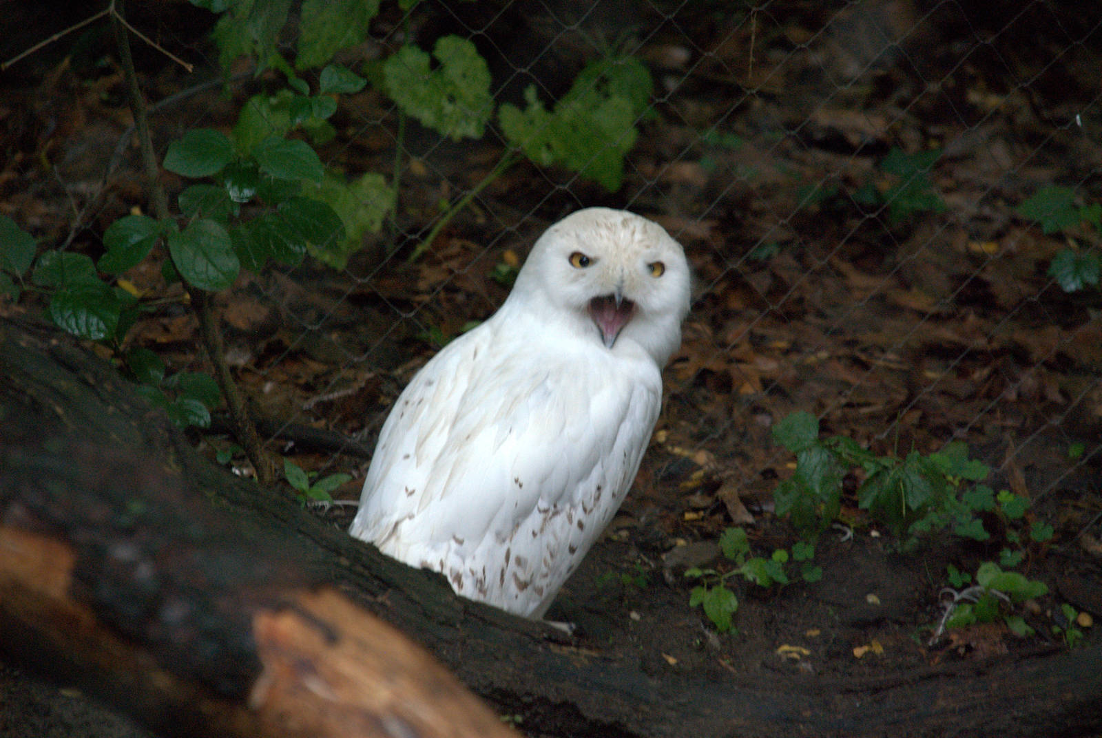 Snowy owl