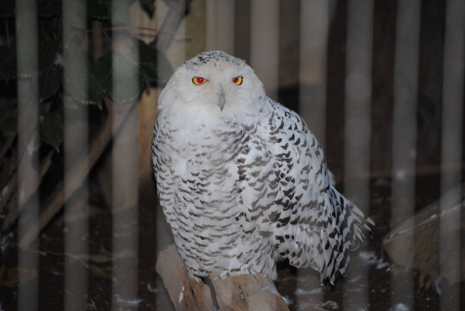 Snowy Owl