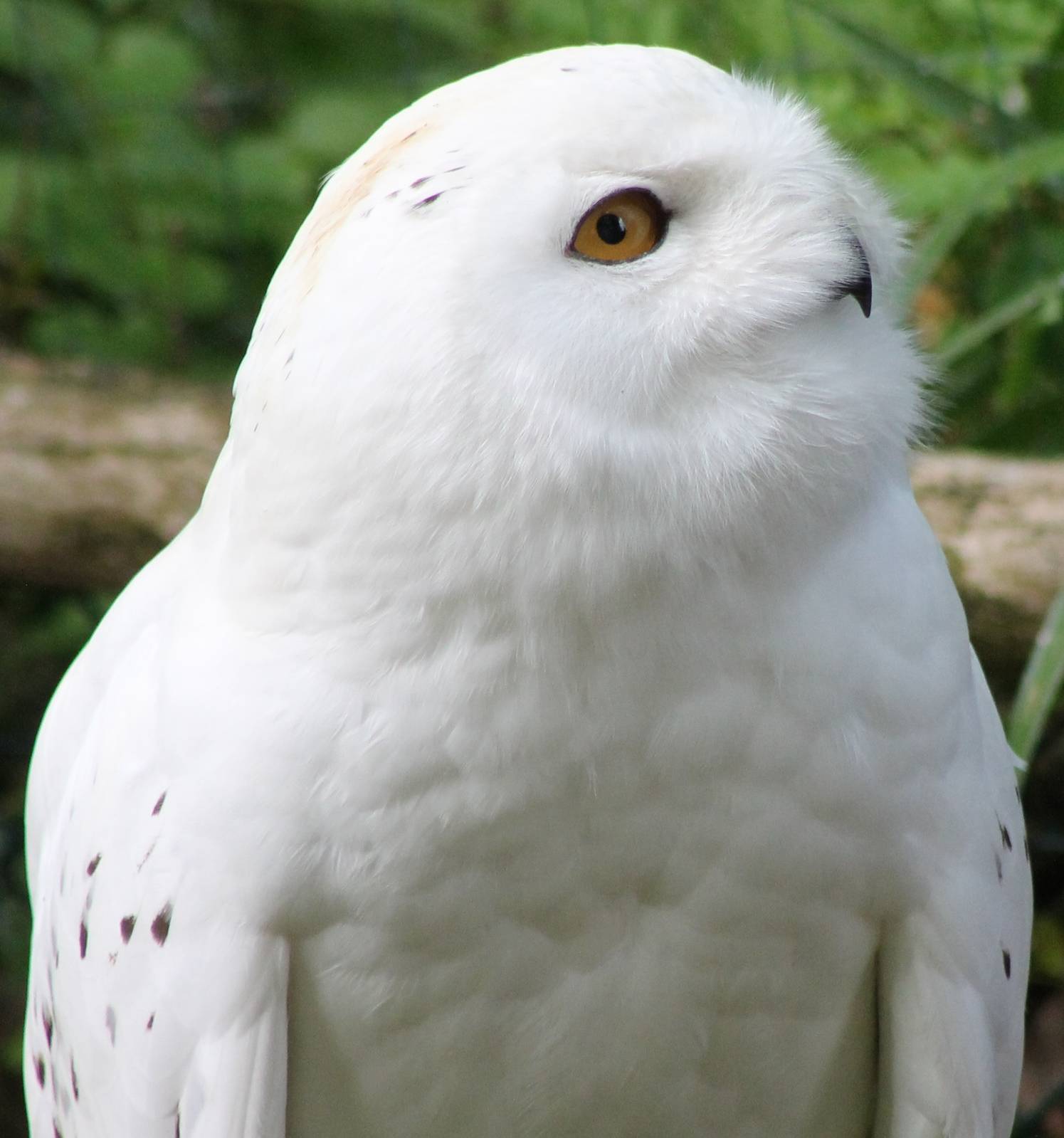 Snowy owl