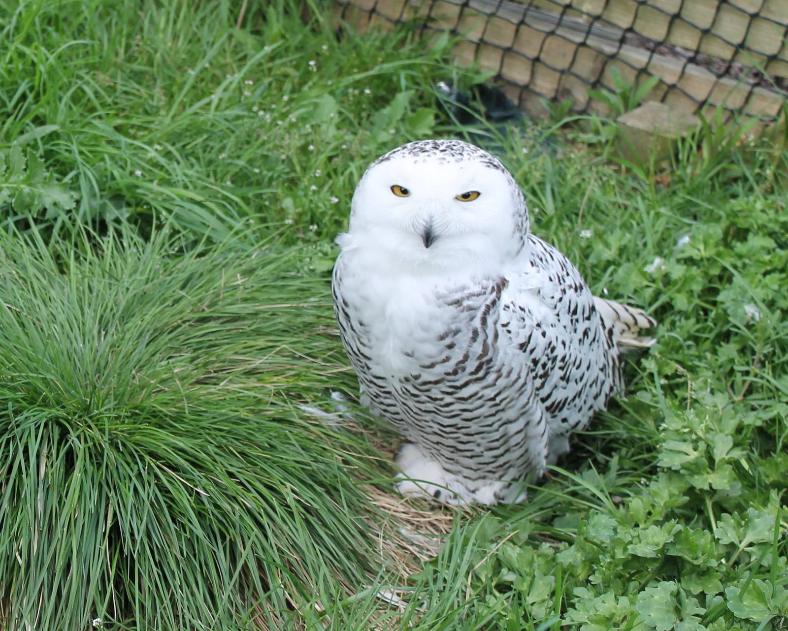 Snowy owl