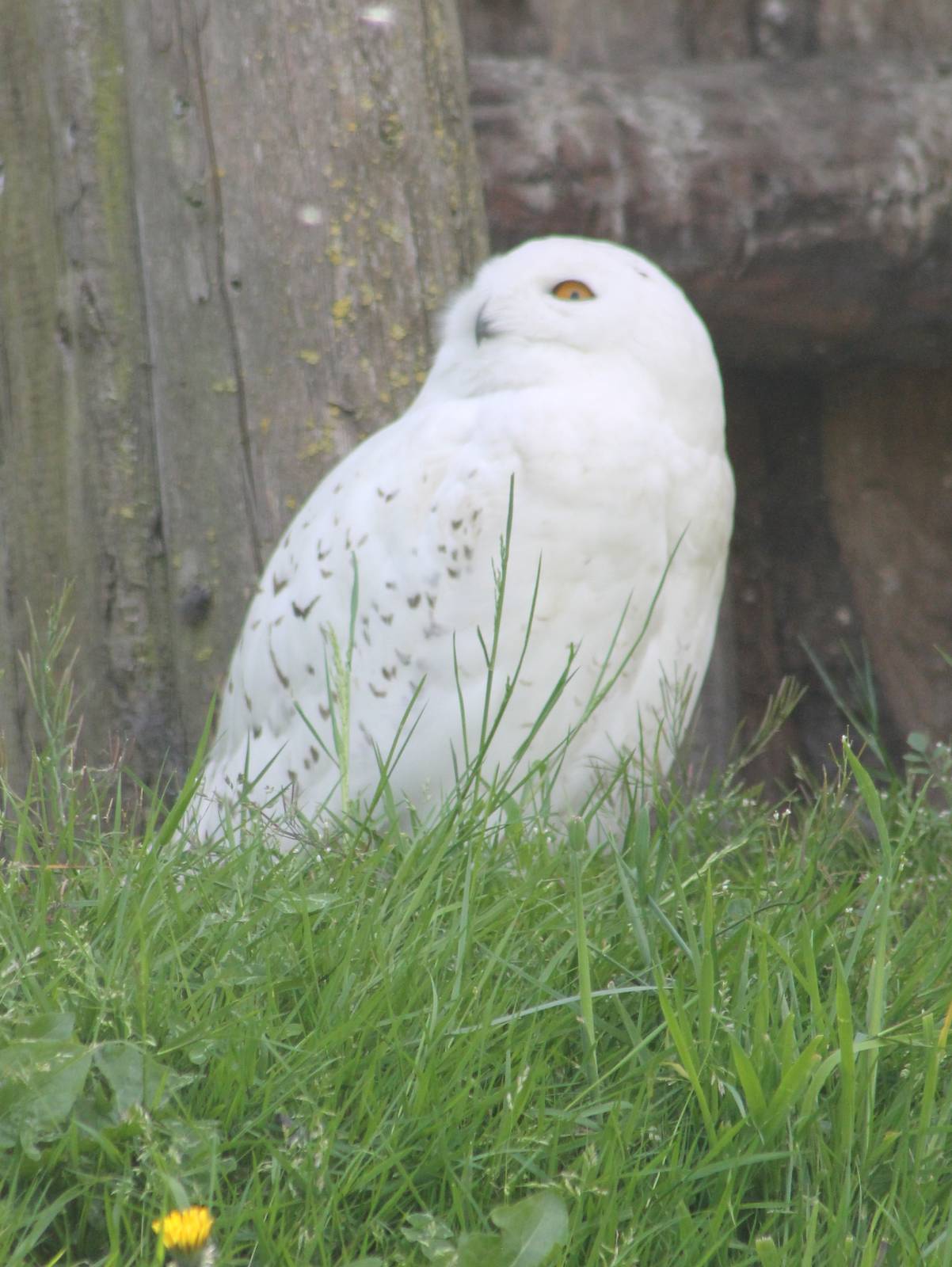 Snowy owl