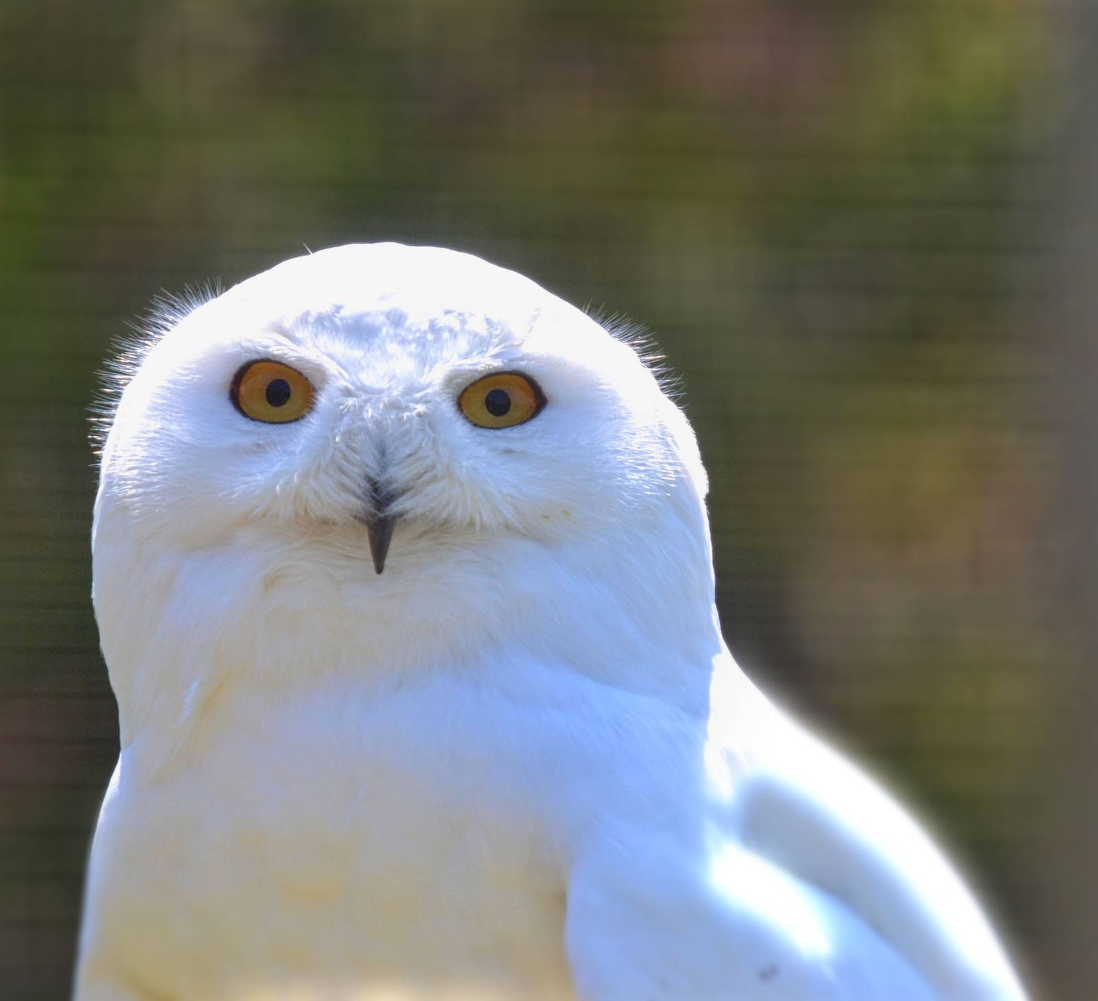 Snowy Owl