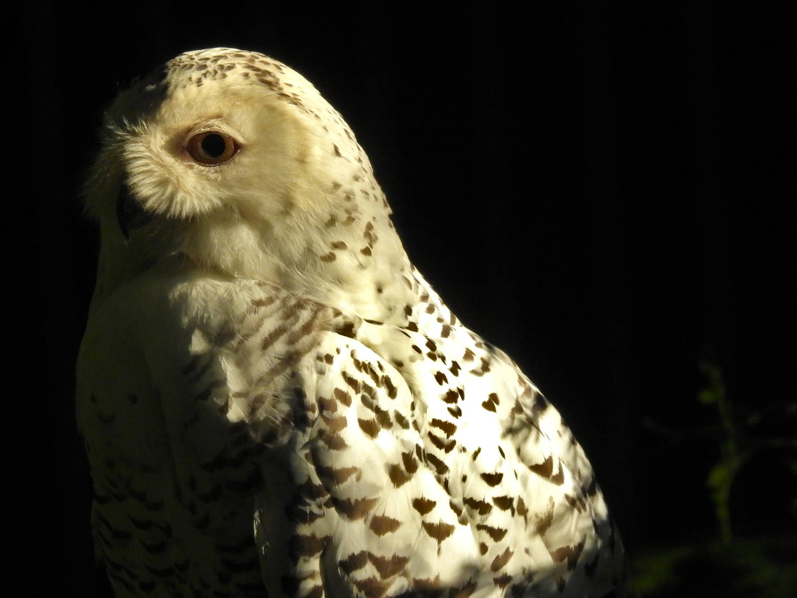 Snowy Owl