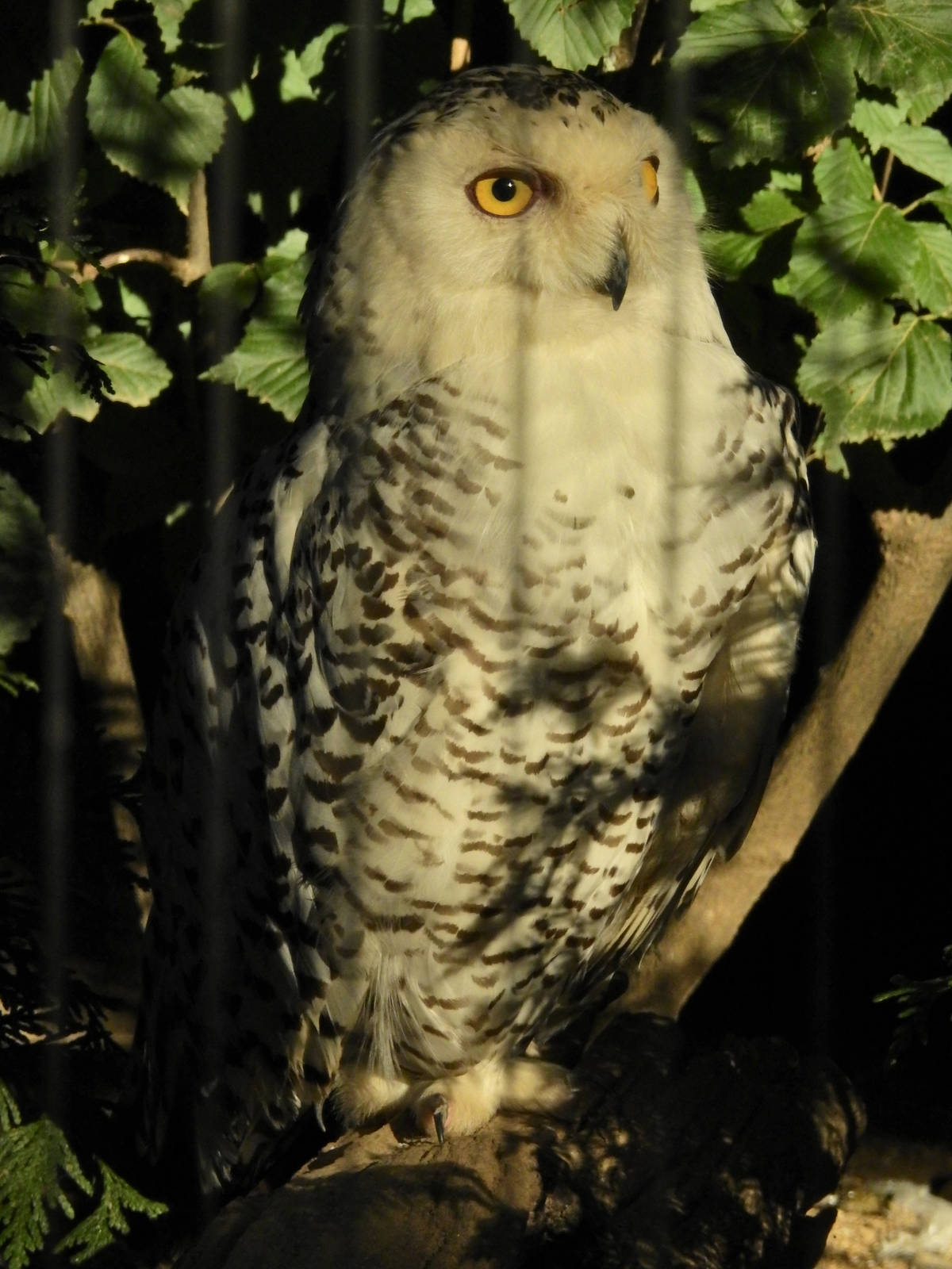 Snowy Owl