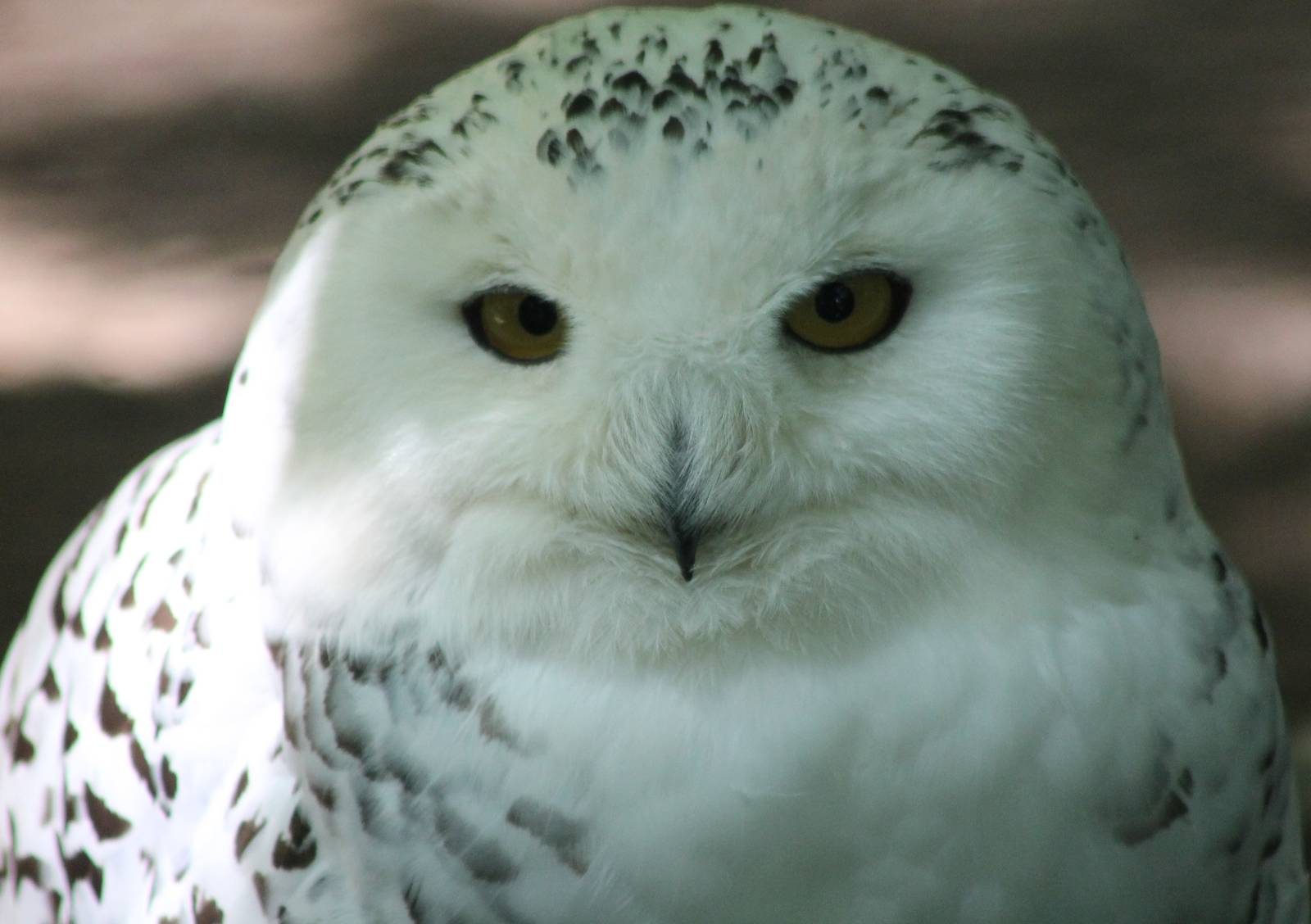 Snowy owl