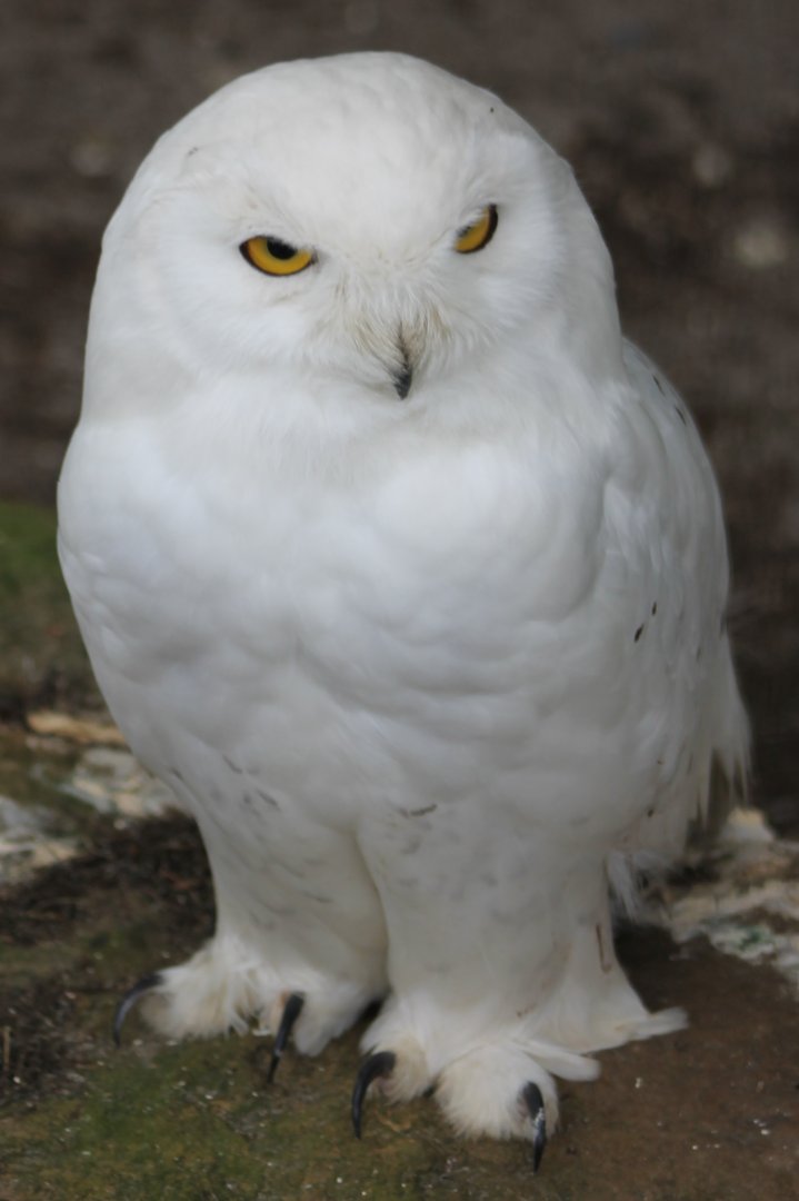 Snowy owl