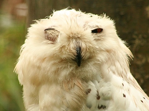 Snowy Owl