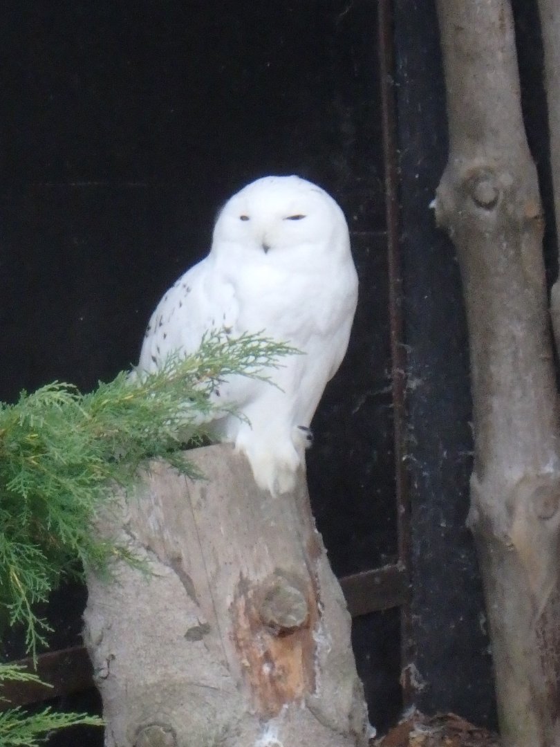 Snowy owl