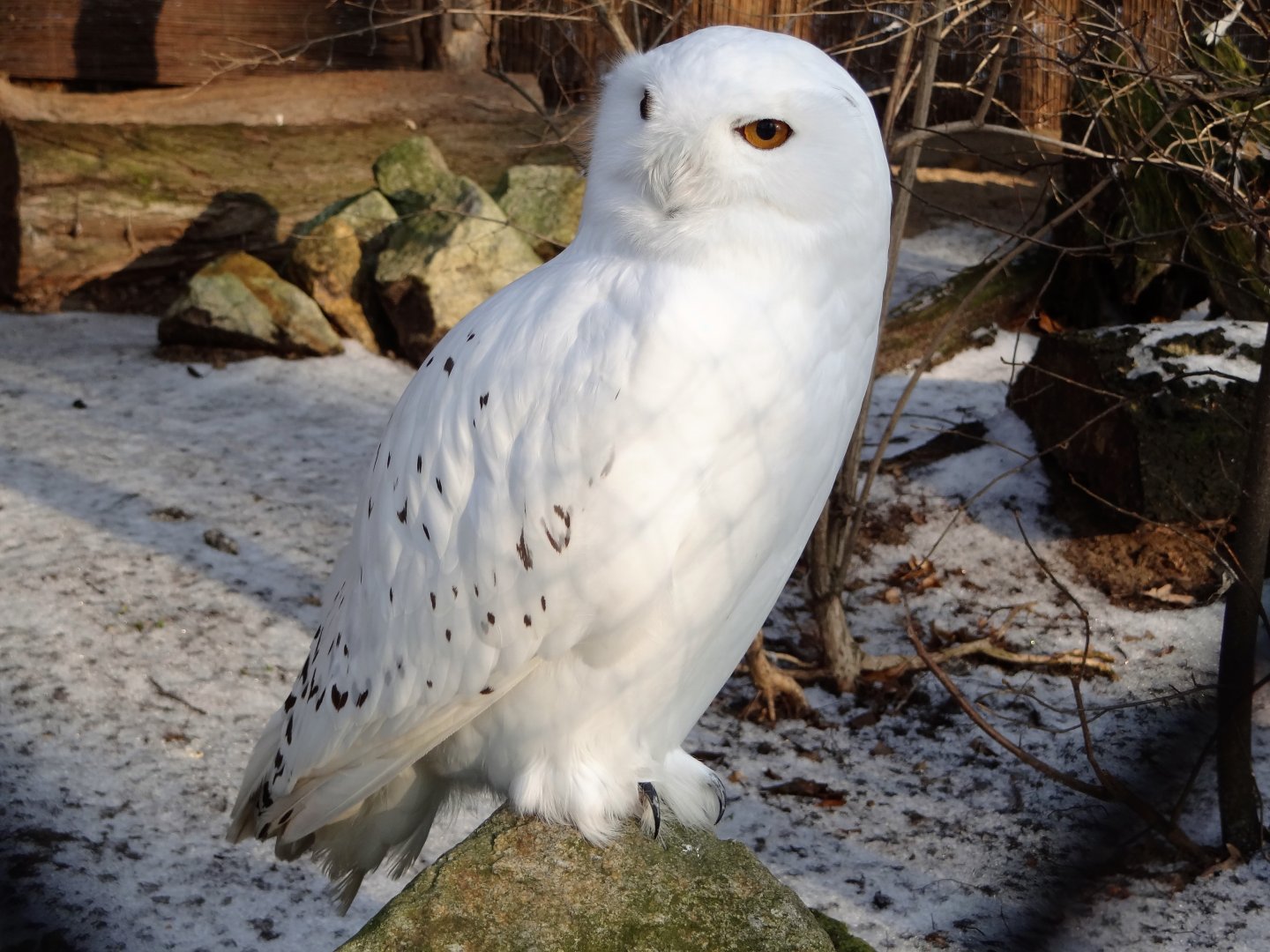 Snowy Owl