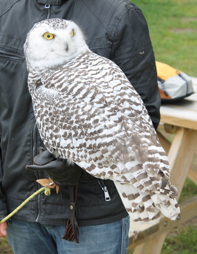 Snowy owl