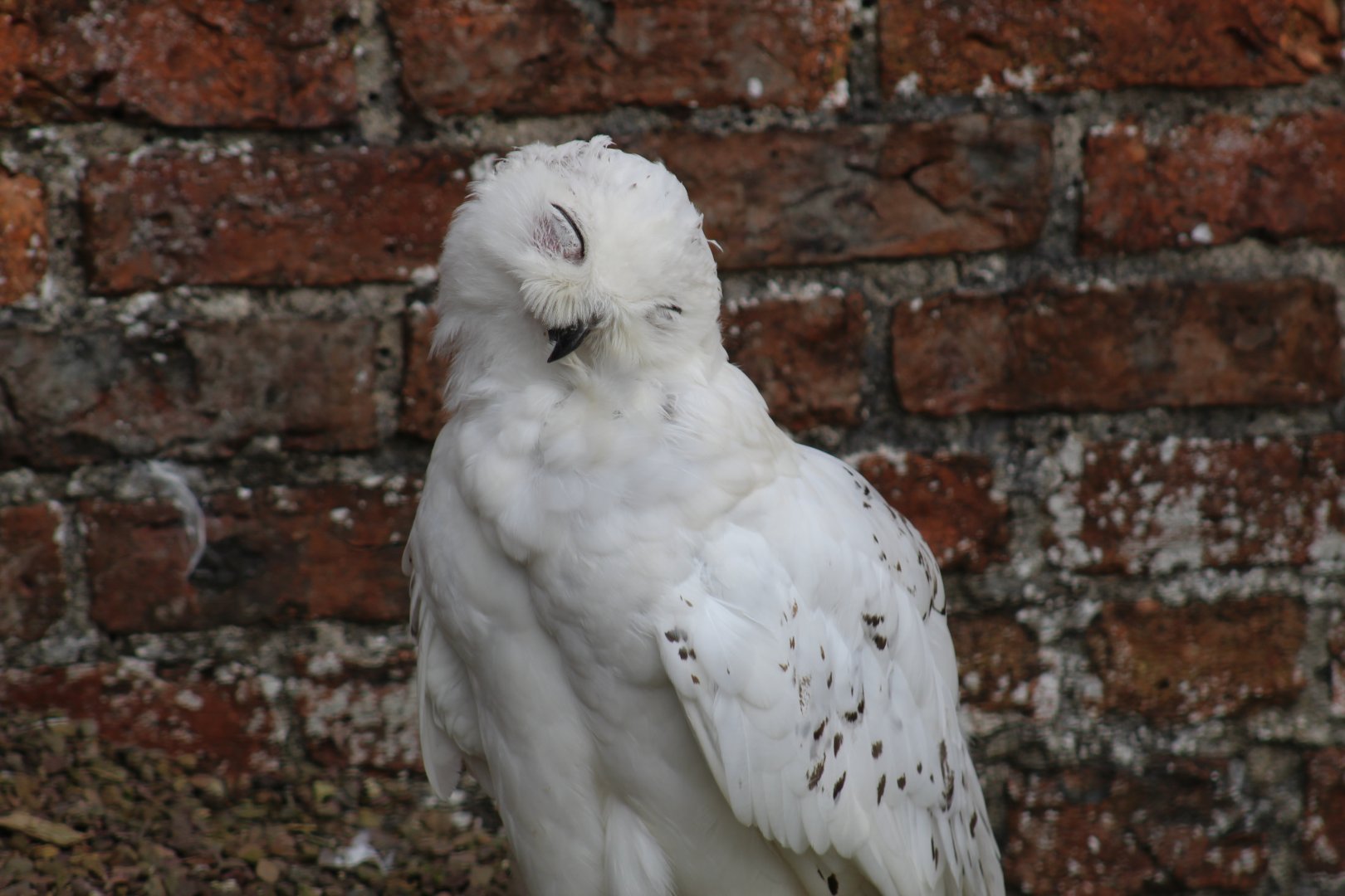 Snowy Owl
