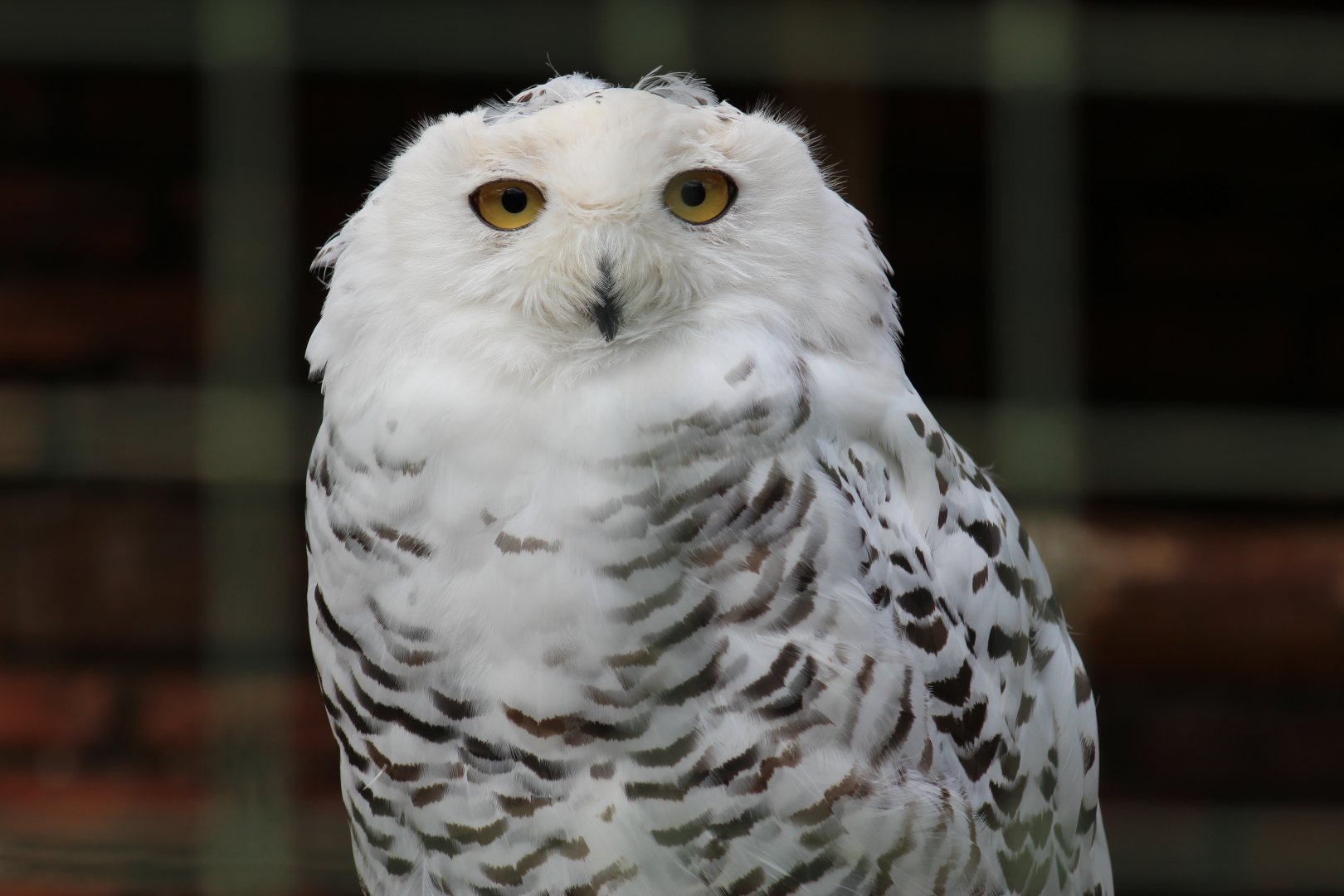 Snowy Owl
