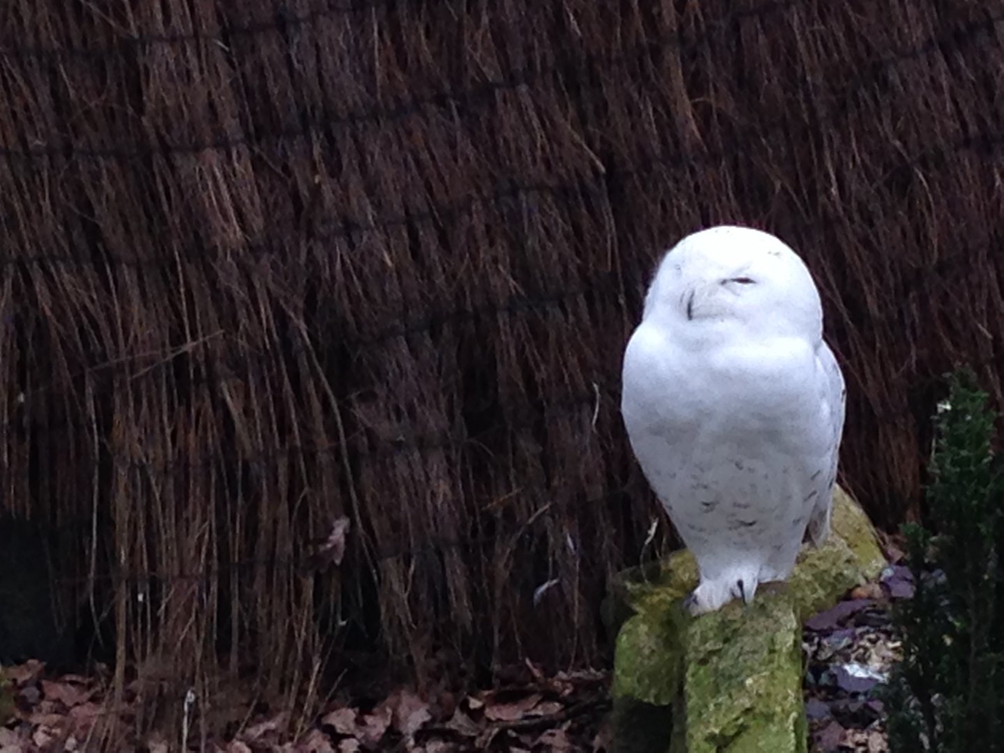 Snowy Owl