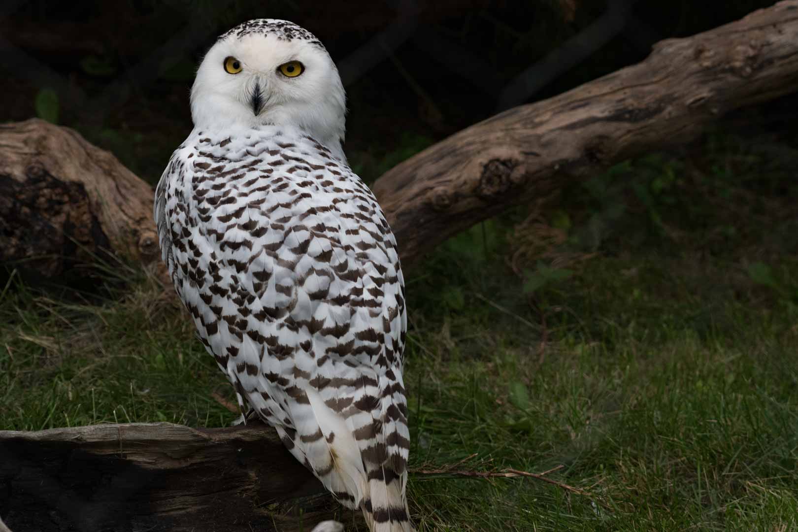Snowy Owl