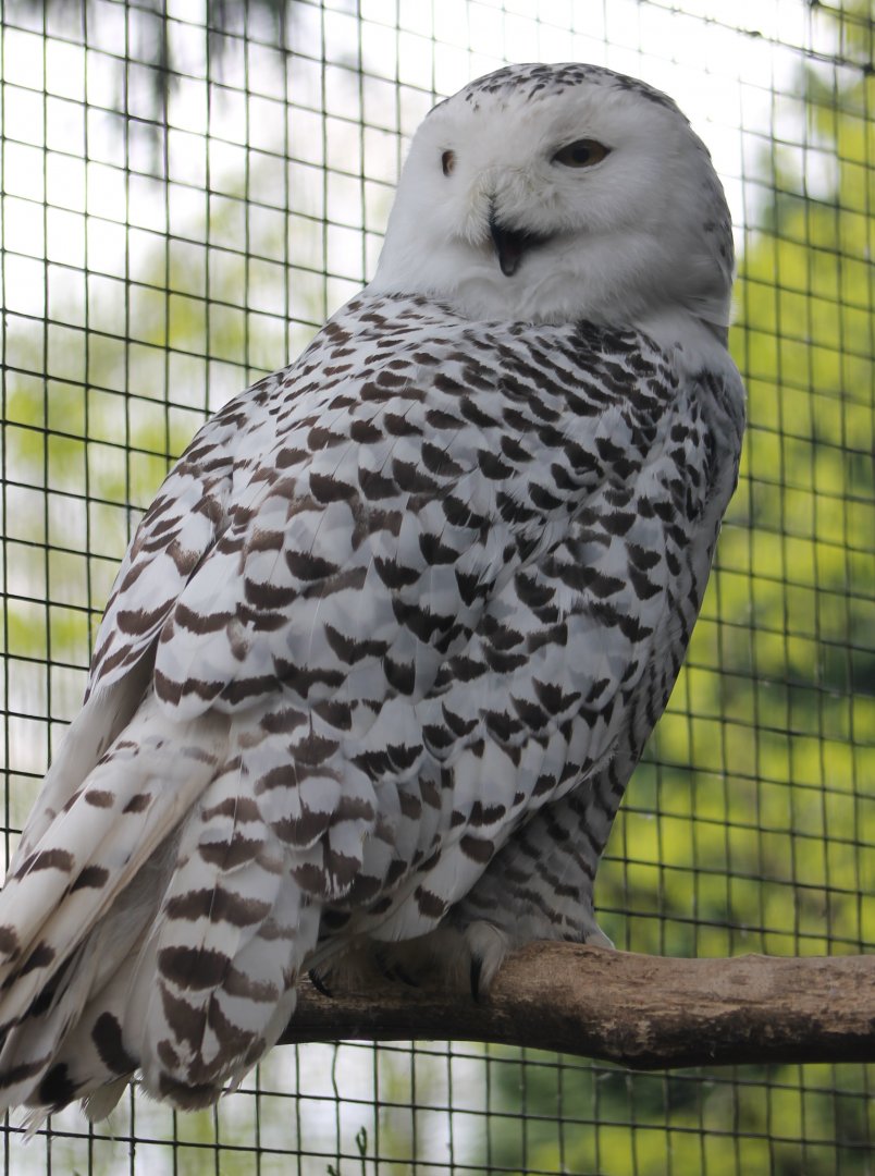 Snowy owl