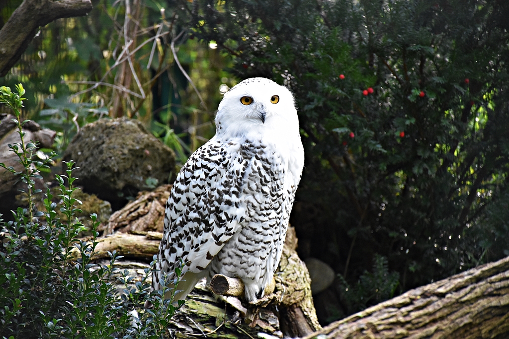 Snowy owl