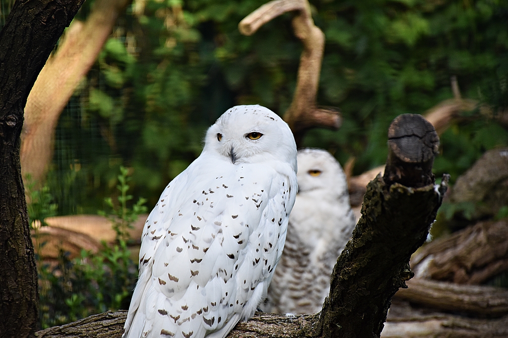 Snowy owl