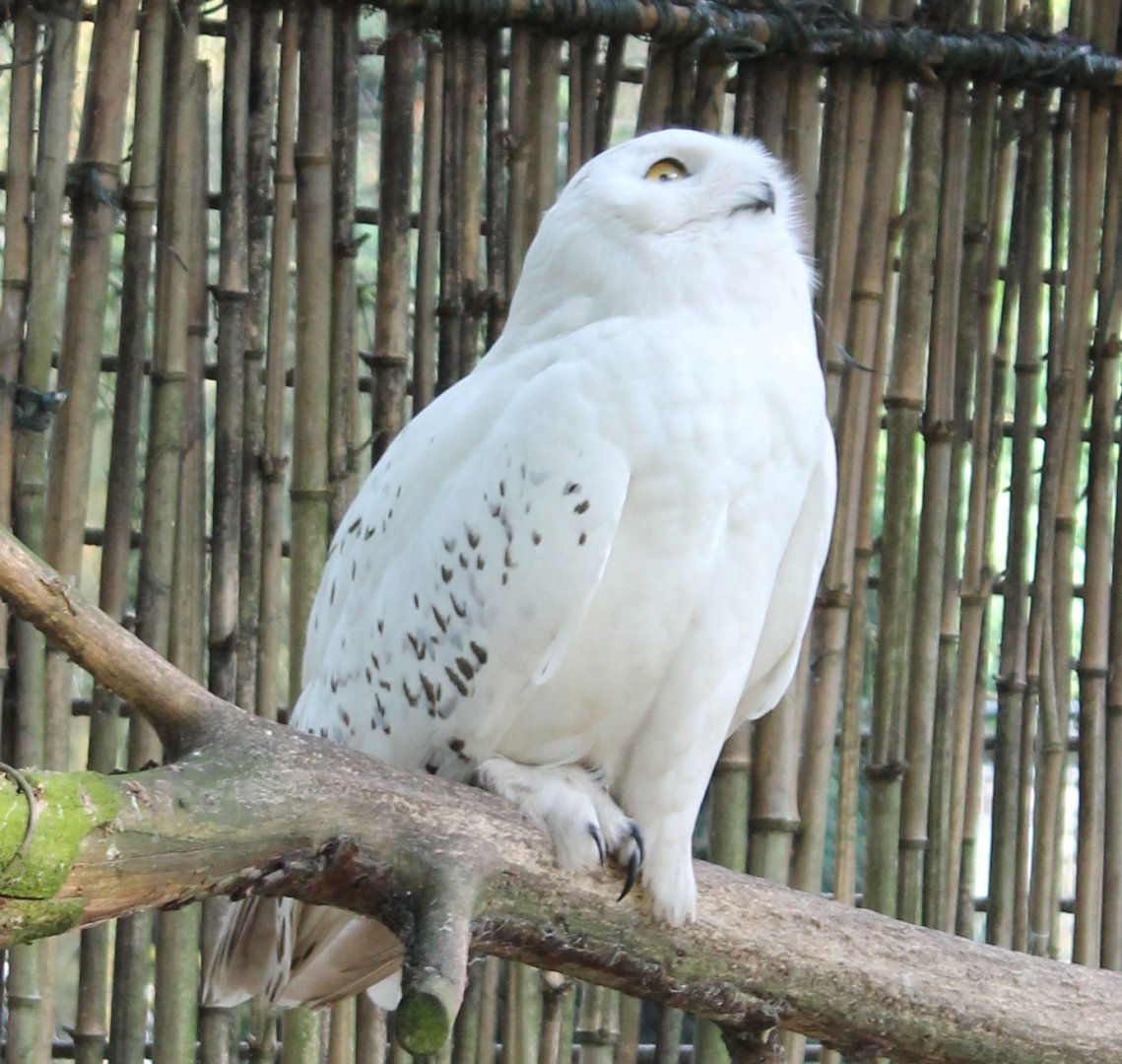 Snowy owl