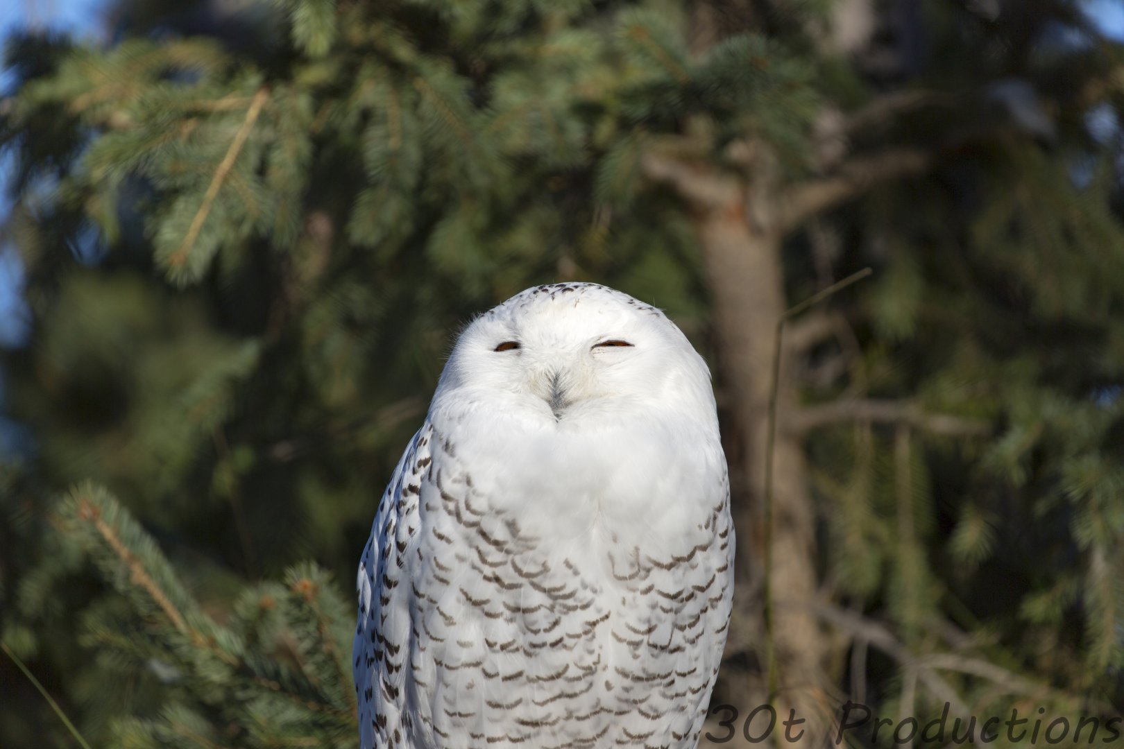 Snowy Owl