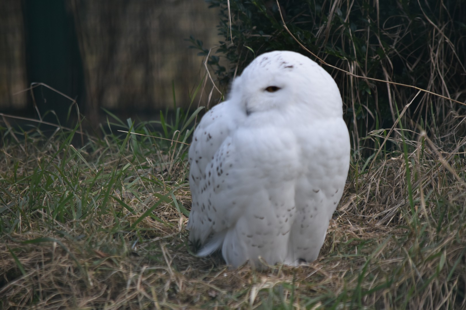 Snowy owl