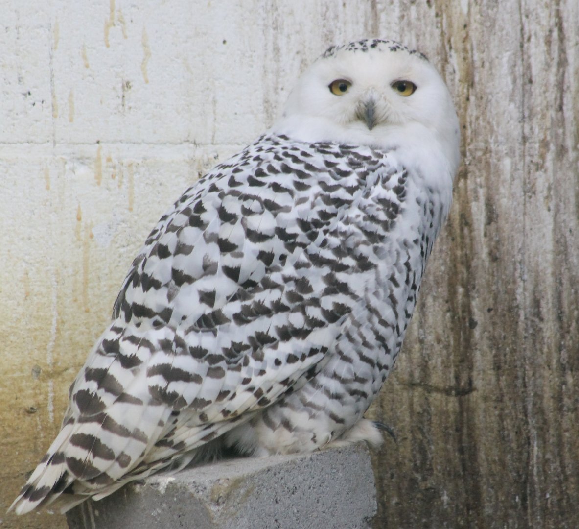 Snowy owl