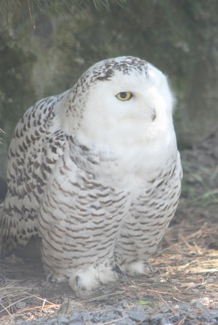 Snowy owl
