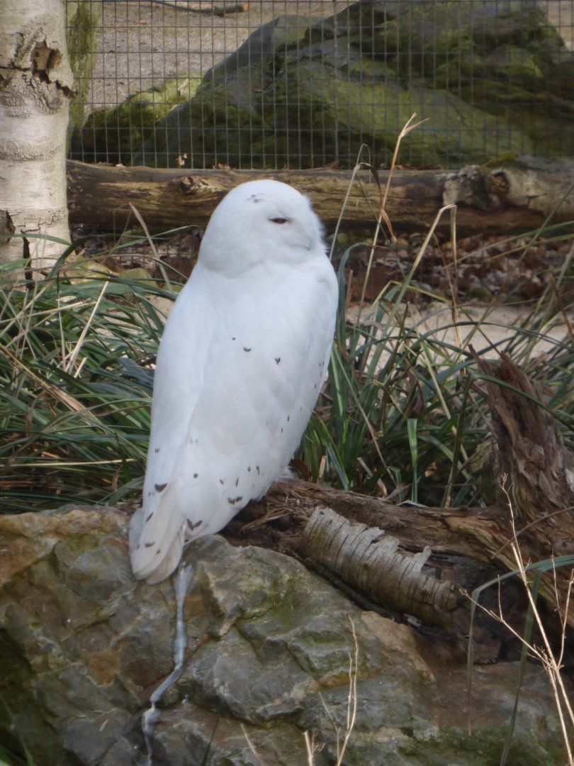 Snowy owl