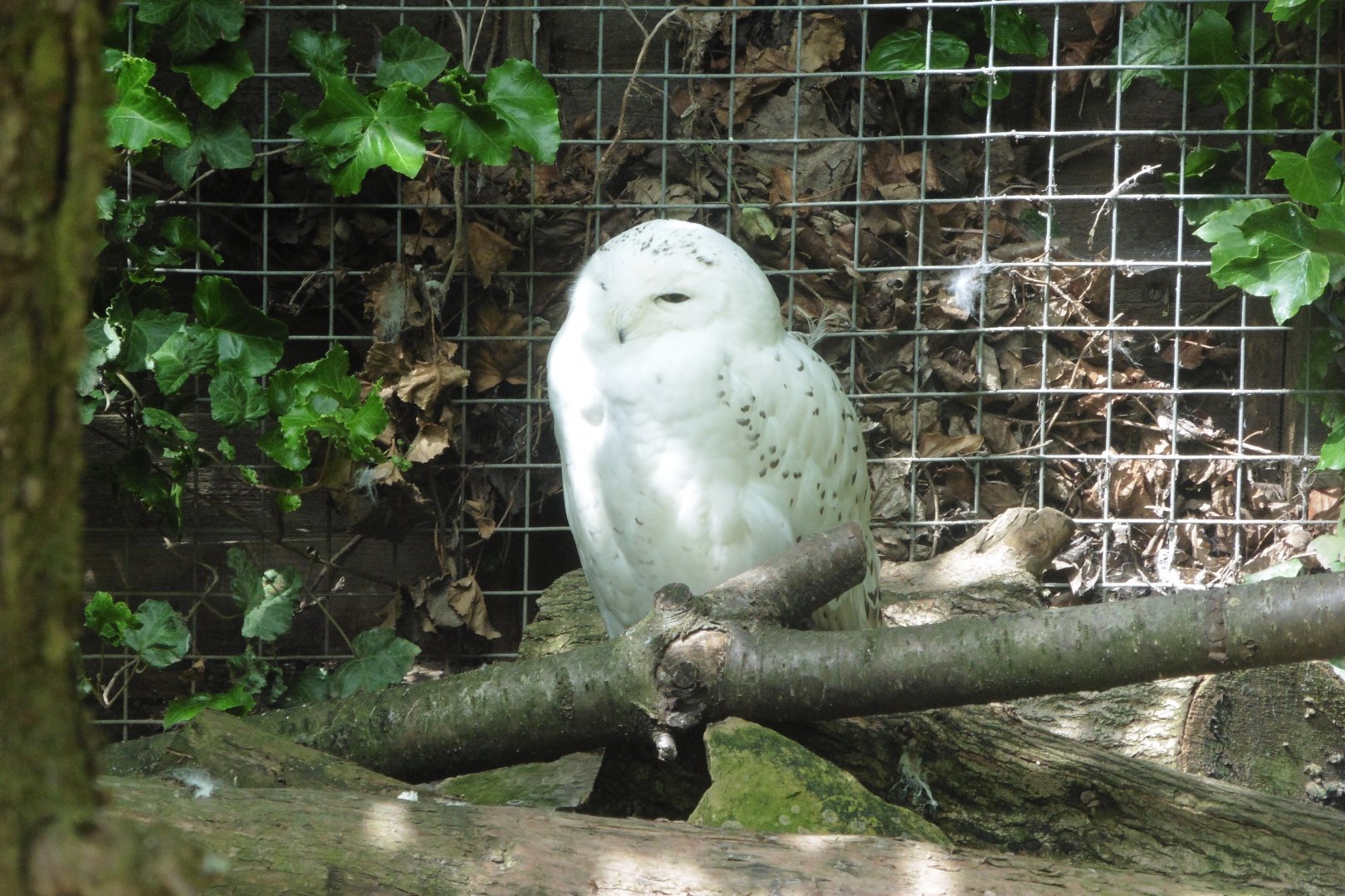 Snowy Owl