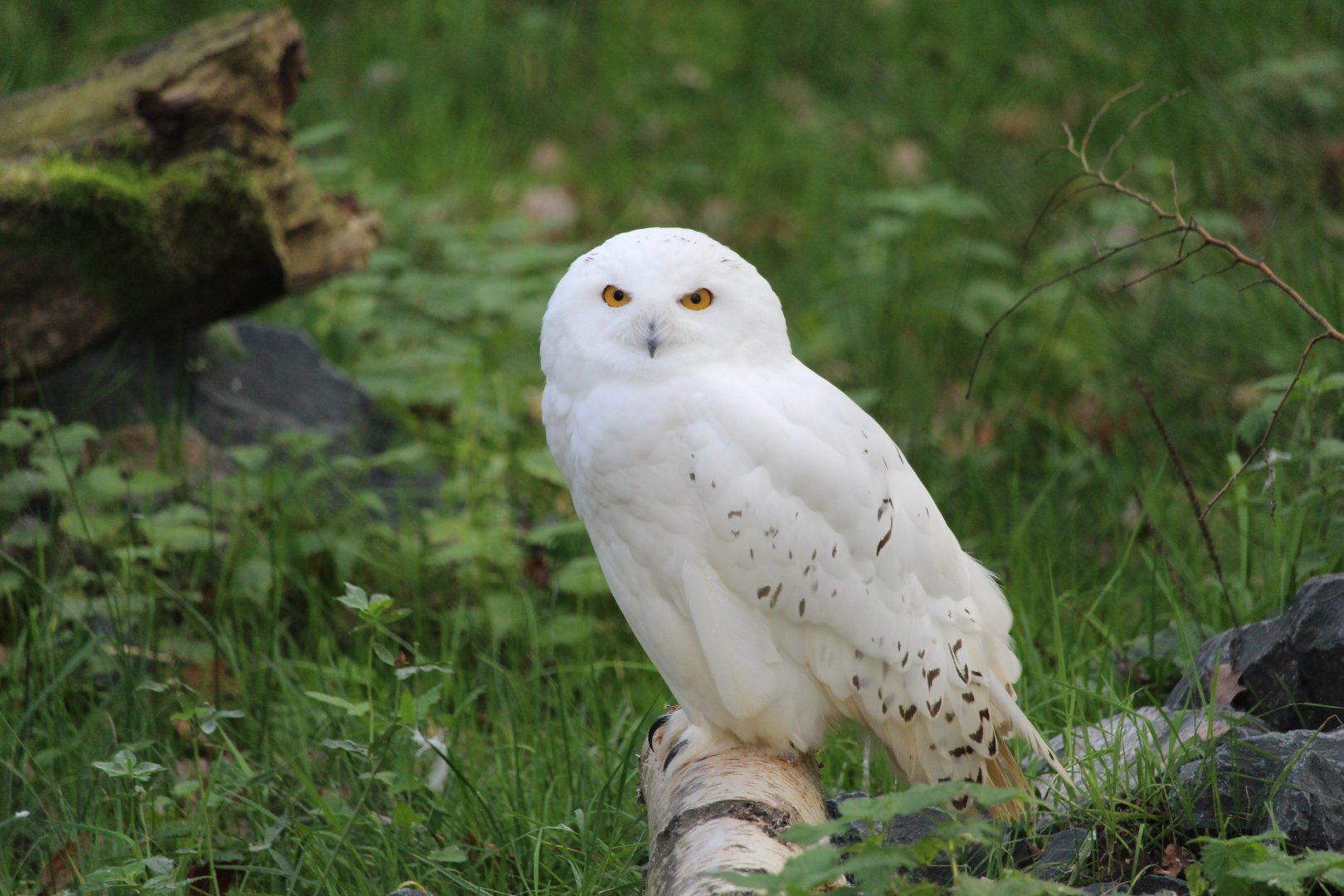 Snowy owl