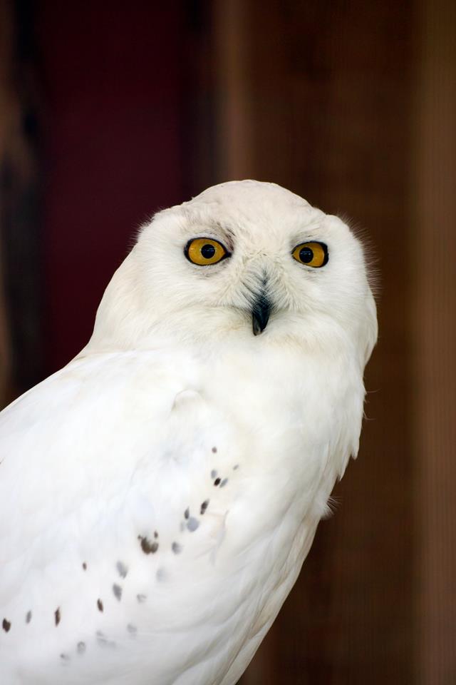 Snowy Owl