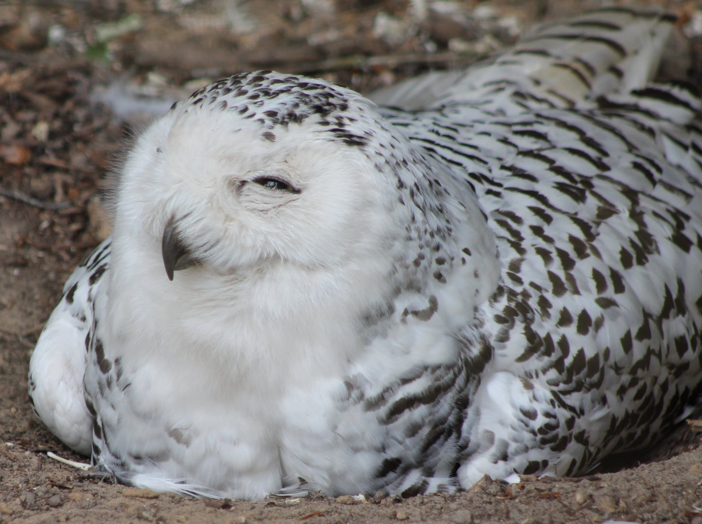 Snowy owl