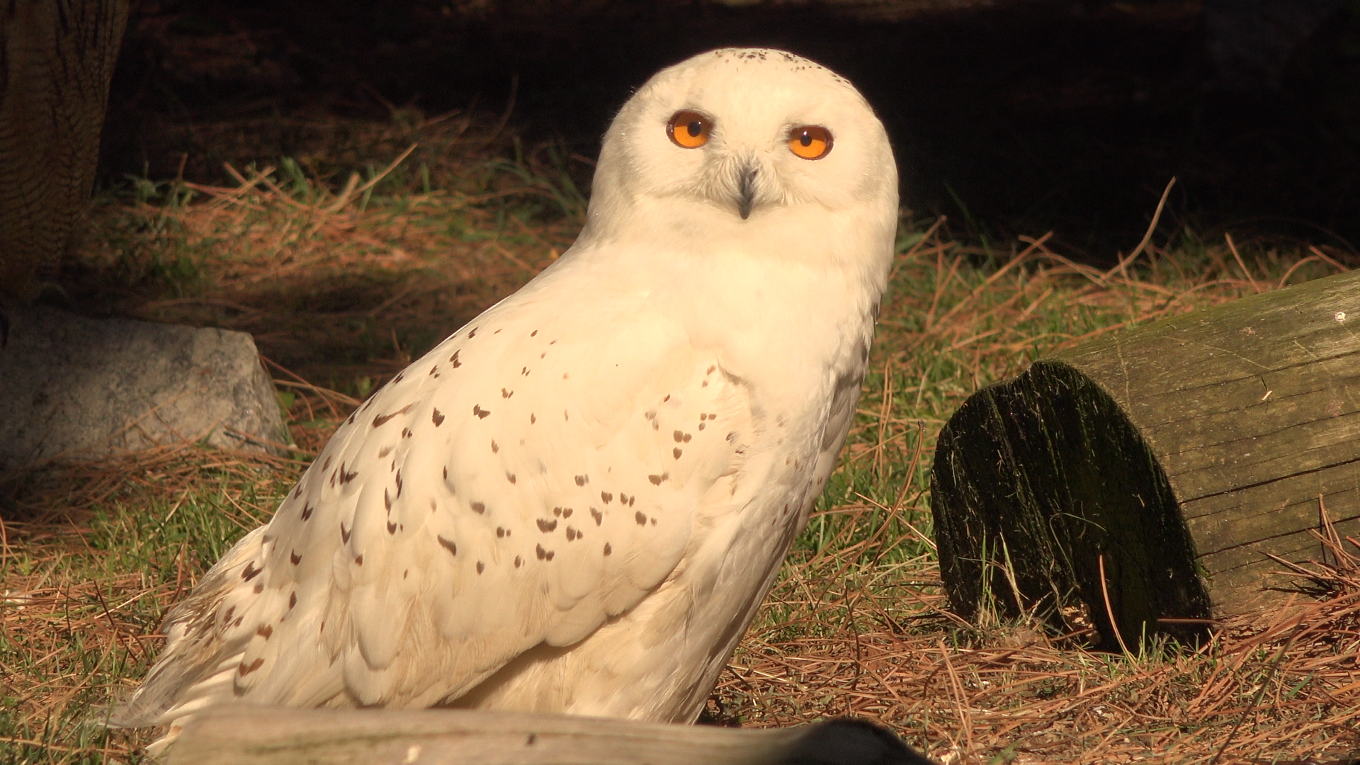 Snowy Owl