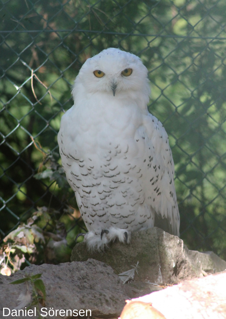 Snowy owl