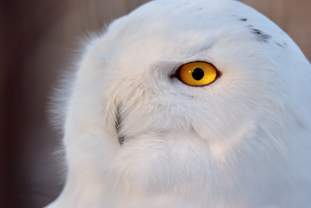 Snowy owl