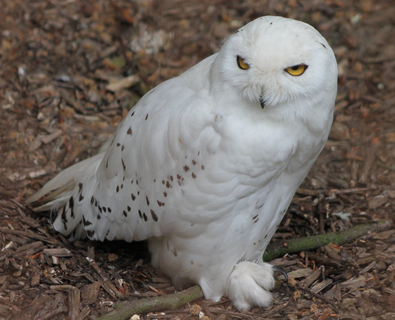 Snowy owl