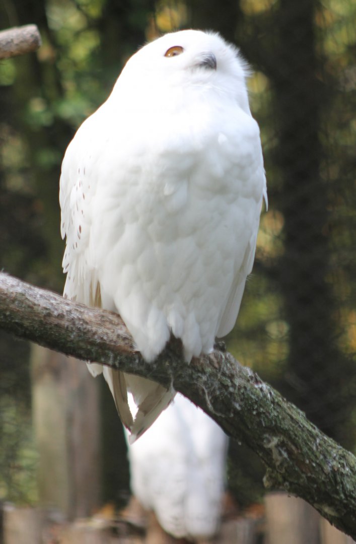 Snowy owl