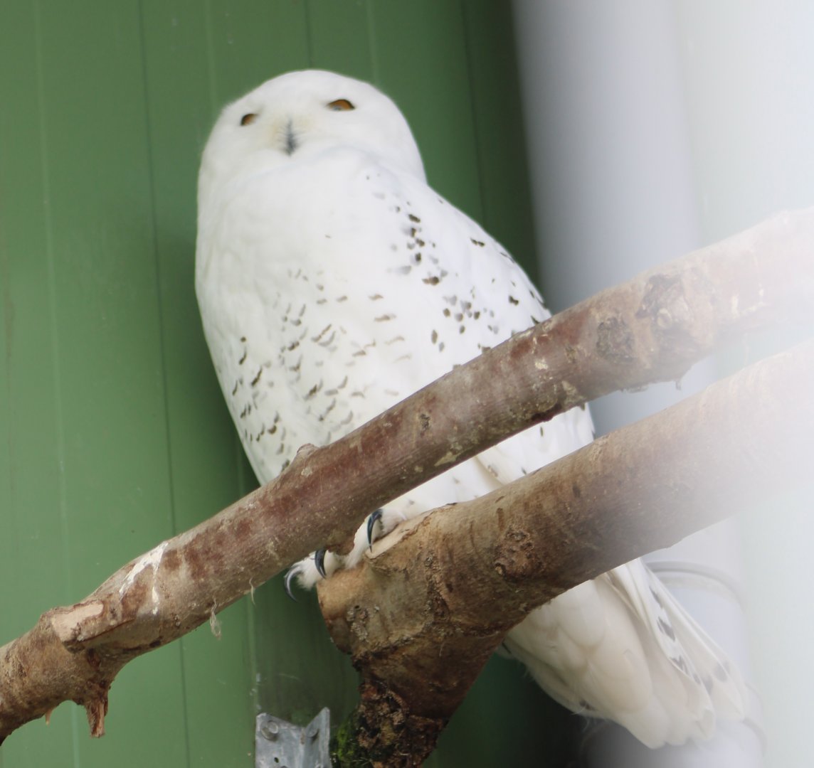 Snowy owl