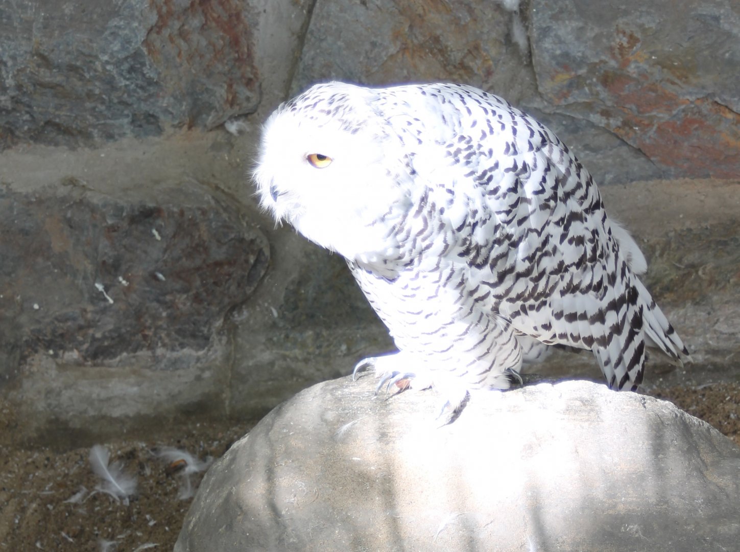 Snowy owl