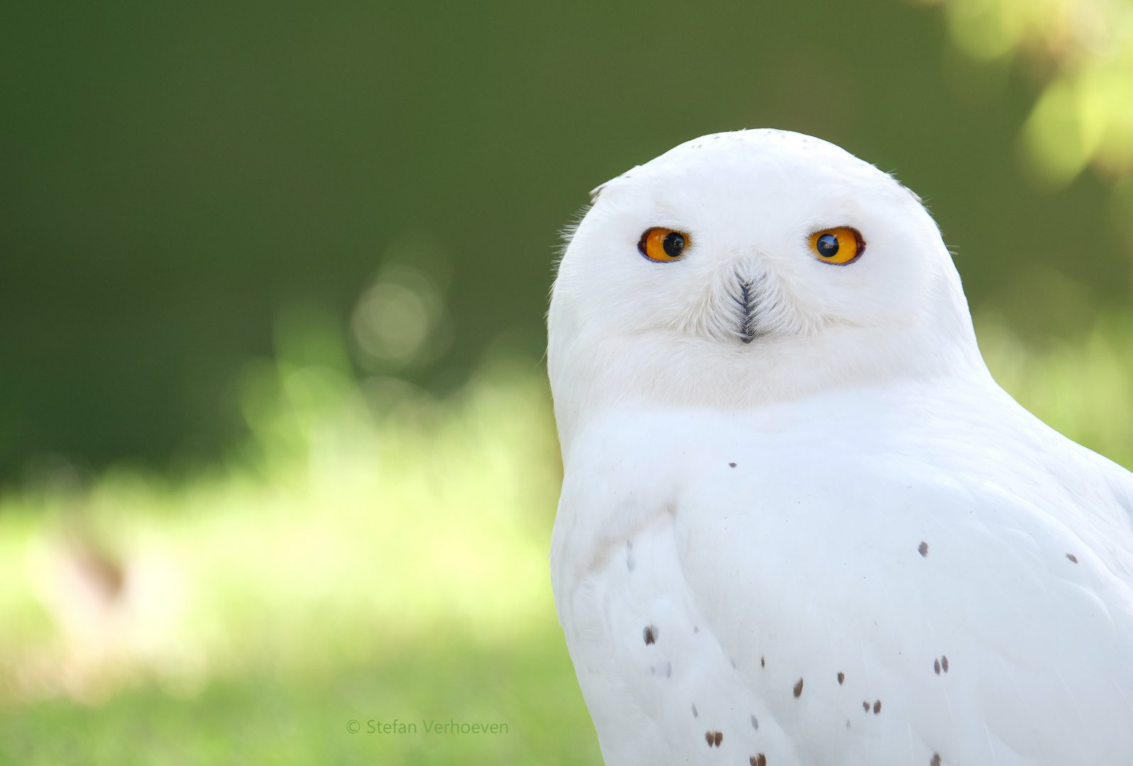 Snowy owl