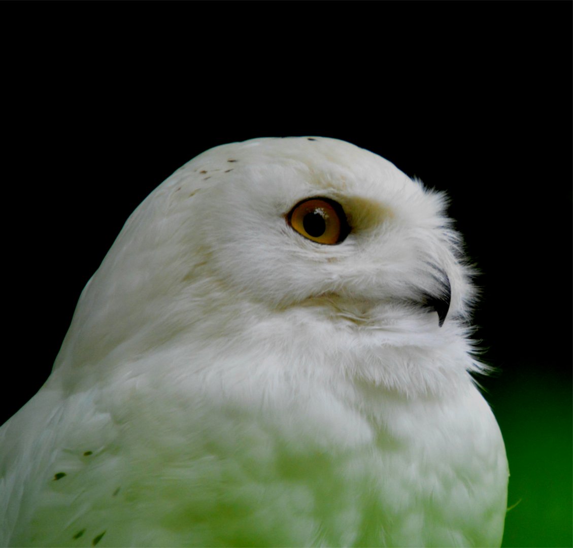 Snowy Owl