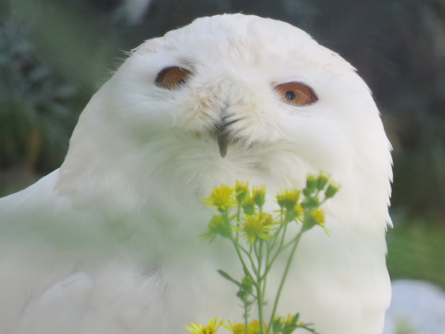 Snowy owl